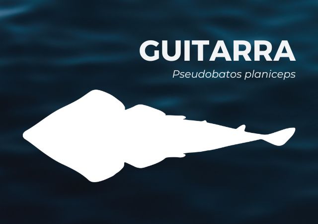 Guitarra Rayas Fantásticas Coalición Tiburón Perú