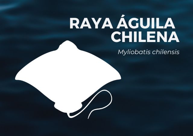 Raya Águila Chilena Rayas Fantásticas Coalición Tiburón Perú