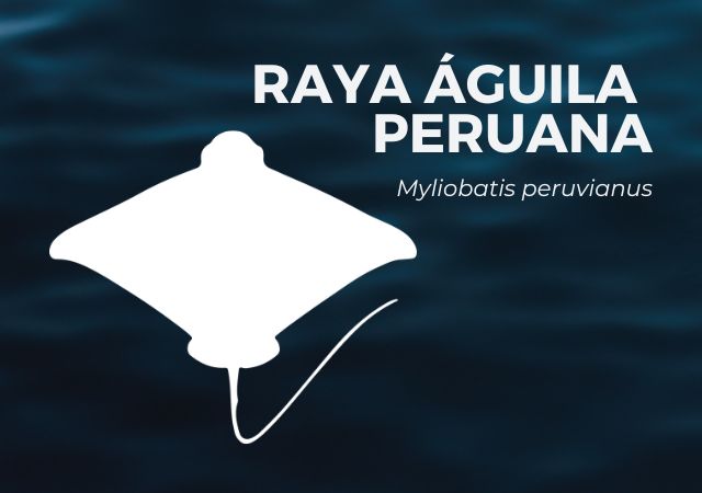Raya Águila Peruana Rayas Fantásticas Coalición Tiburón Perú