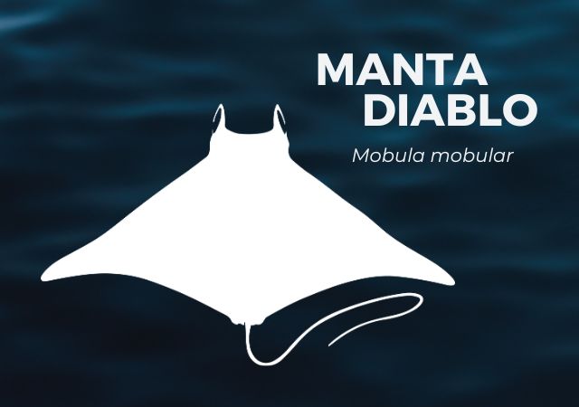 Manta Diablo Rayas Fantásticas Coalición Tiburón Perú