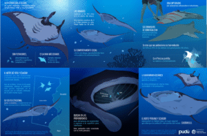 Manta Raya gigante Peru