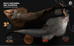 Pseudobatos planiceps